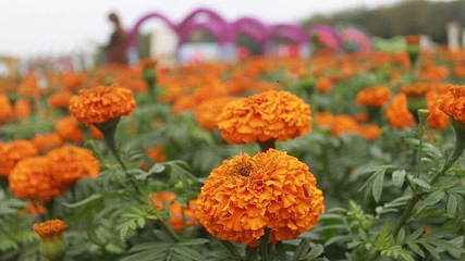 梦幻百花洲第 9 张图片