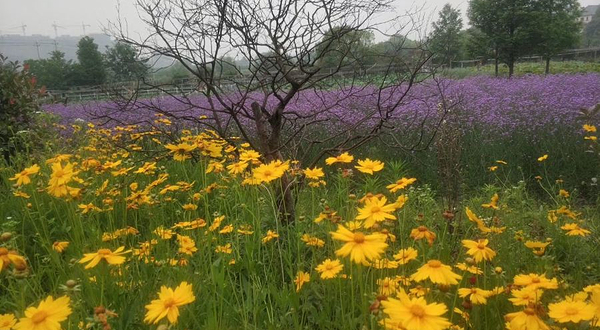 香韵佳香草文化园