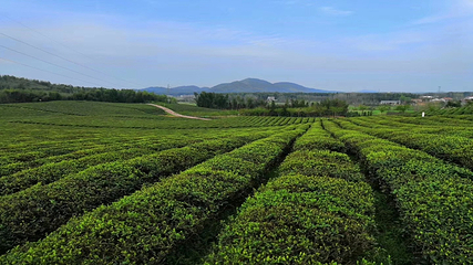 万亩茶园·茶园里梦想小镇第 38 张图片