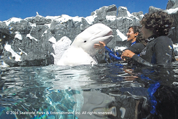 圣安东尼奥海洋世界第 4 张图片