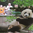 重庆动物园