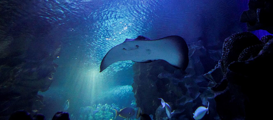 吉隆坡城中城水族馆第 12 张图片