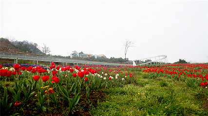 清溪谷旅游区-花田酒地景区第 99 张图片