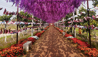 湛江阳光玫瑰葡萄庄园