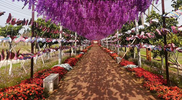 湛江阳光玫瑰葡萄庄园