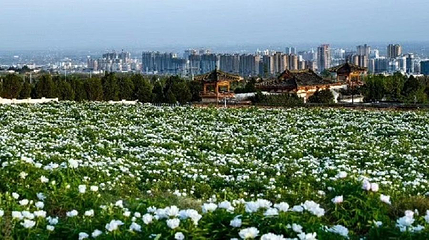 乾陵大唐牡丹园第 1 张图片