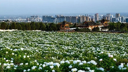 乾陵大唐牡丹园第 8 张图片