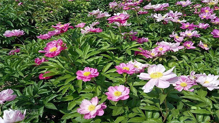 万花山第 4 张图片
