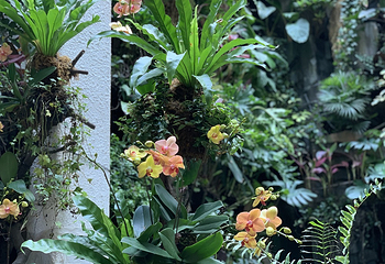 正佳雨林生态植物园第 81 张图片