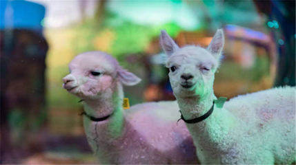 Cute zoo城市动物园第 13 张图片