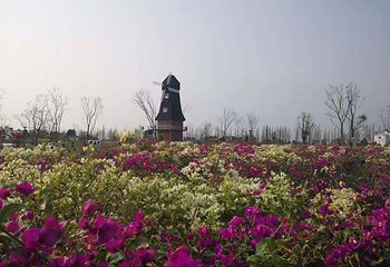 芜湖六郎湿地花海第 27 张图片