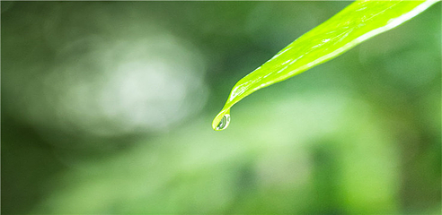 西双版纳热带雨林国家公园望天树景区第 101 张图片