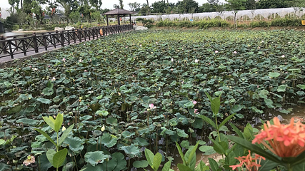 东江印象特色农业园第 39 张图片
