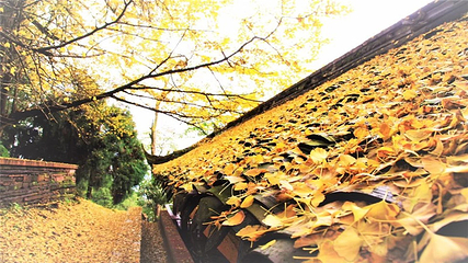 蒙顶山第 155 张图片