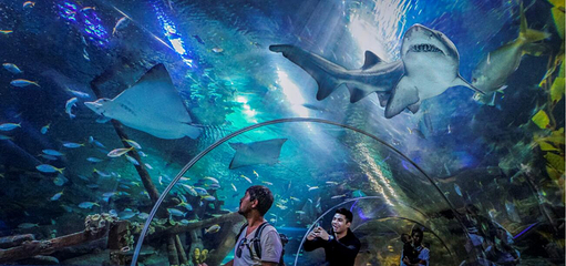 吉隆坡城中城水族馆第 23 张图片
