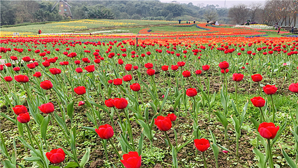 清溪谷旅游区-花田酒地景区第 58 张图片