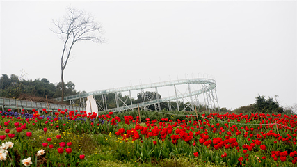 清溪谷旅游区-花田酒地景区第 84 张图片