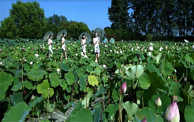 泗洪洪泽湖湿地景区第 97 张图片