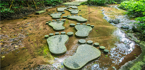 西双版纳热带雨林国家公园望天树景区第 117 张图片