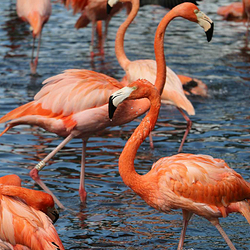 富力红树湾湿地公园