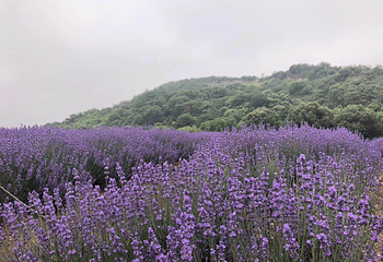 雪浪山生态园第 31 张图片