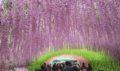 仙山花谷第 8 张图片