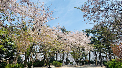 青岛山一战遗址公园第 4 张图片