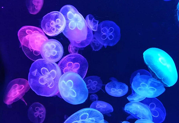 北海海底世界第 40 张图片