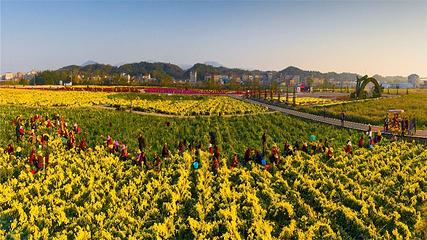 临湘市菊花博览园第 16 张图片