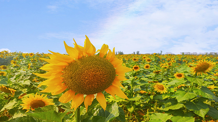 豪泽国际郁金香花海欢乐城第 29 张图片