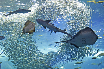 新江之岛水族馆第 15 张图片