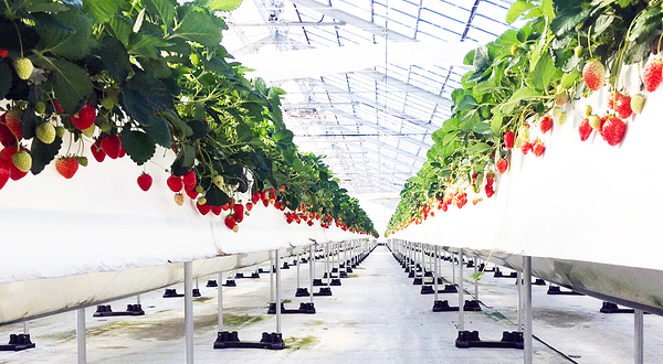 冲绳美丽草莓南城园