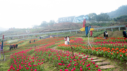 清溪谷旅游区-花田酒地景区第 56 张图片
