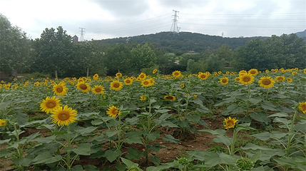 紫云花汐薰衣草庄园第 21 张图片