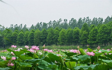 泗洪洪泽湖湿地景区第 76 张图片