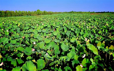 泗洪洪泽湖湿地景区第 60 张图片
