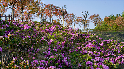 英山四季花海景区第 30 张图片