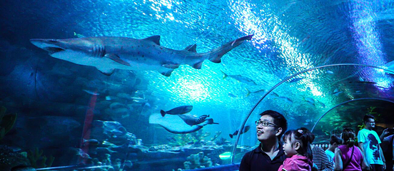 吉隆坡城中城水族馆第 15 张图片