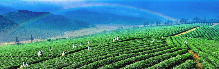 万亩茶园·茶园里梦想小镇第 24 张图片