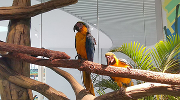 BOBOZOO室内动物园·萌萌团主题店(万达广场乌鲁木齐德汇店)