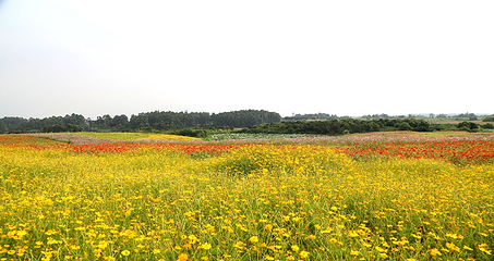 空港花田第 41 张图片