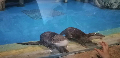 湄公河水底世界第 35 张图片