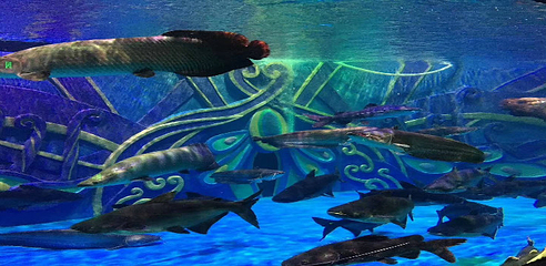 湄公河水底世界第 30 张图片