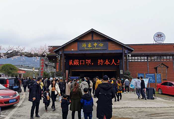 垫江牡丹樱花世界第 8 张图片