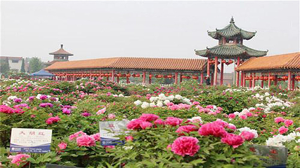 曹州百花园第 4 张图片