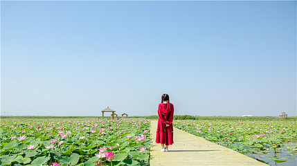 沙湖生态旅游区第 112 张图片