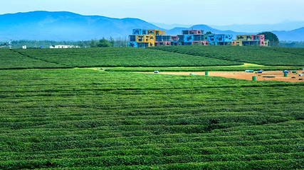 万亩茶园·茶园里梦想小镇第 43 张图片
