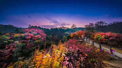 九如山休闲旅游度假区第 186 张图片