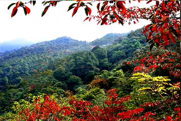 三百山景区第 83 张图片