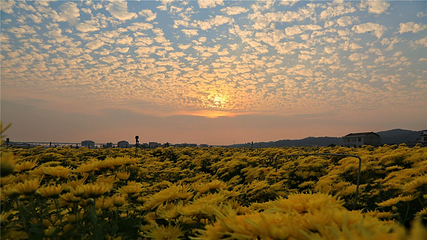 临湘市菊花博览园第 30 张图片